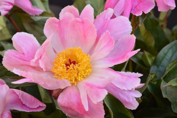 Paeonia  Pink Luao