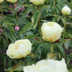 Paeonia  Prairie Moon