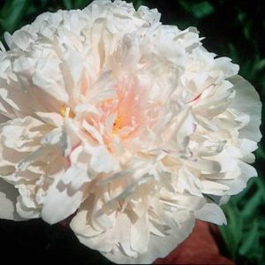 Paeonia  President Taft