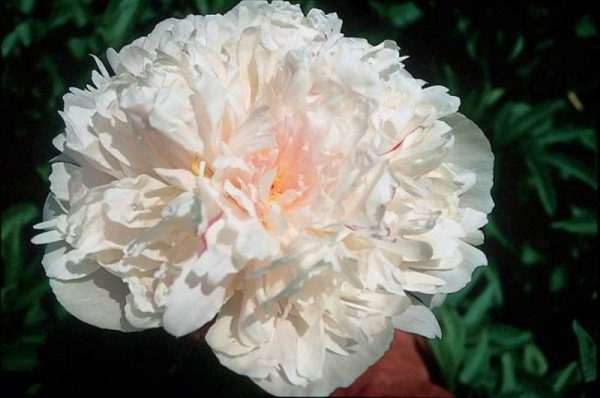 Paeonia  President Taft