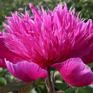 Paeonia  Purple Spider