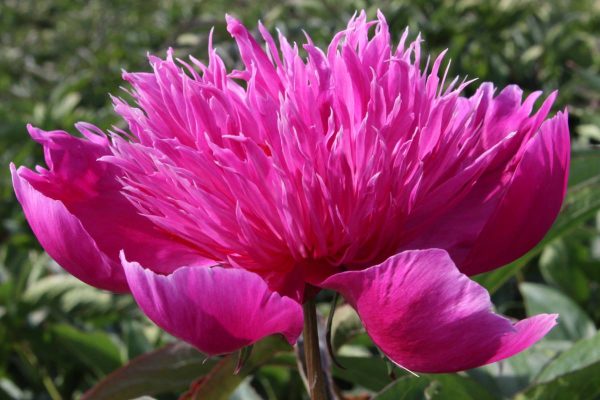 Paeonia  Purple Spider