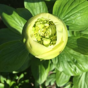 Paeonia  Quitzin