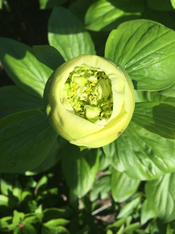 Paeonia  Quitzin