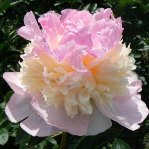Paeonia  Raspberry Sundae
