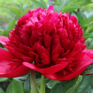 Paeonia  Red Charm