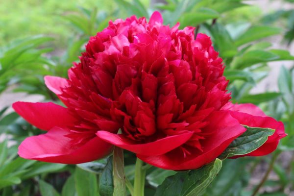 Paeonia  Red Charm