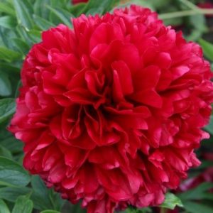 Paeonia  Red Grace