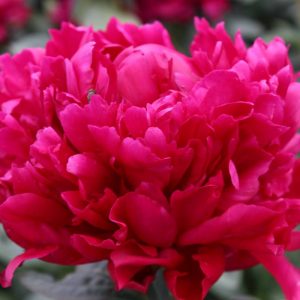 Paeonia  Red Magic