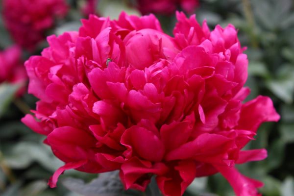 Paeonia  Red Magic