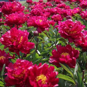 Paeonia  Red Sarah Bernhardt