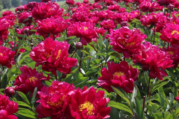Paeonia  Red Sarah Bernhardt