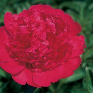 Paeonia  Renato