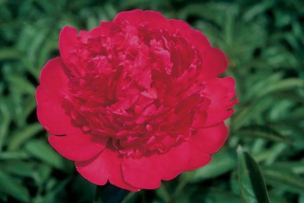 Paeonia  Renato