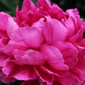 Paeonia  Riches and Fame