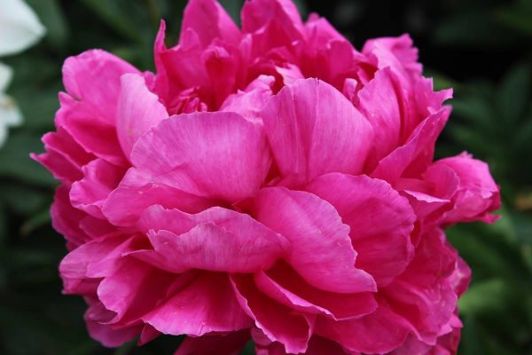 Paeonia  Riches and Fame