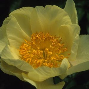 Paeonia  Roy Pehrson's Yellow
