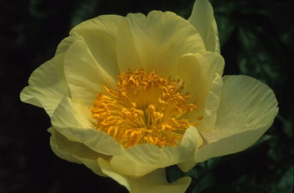 Paeonia  Roy Pehrson's Yellow