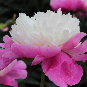 Paeonia  Santa Fe