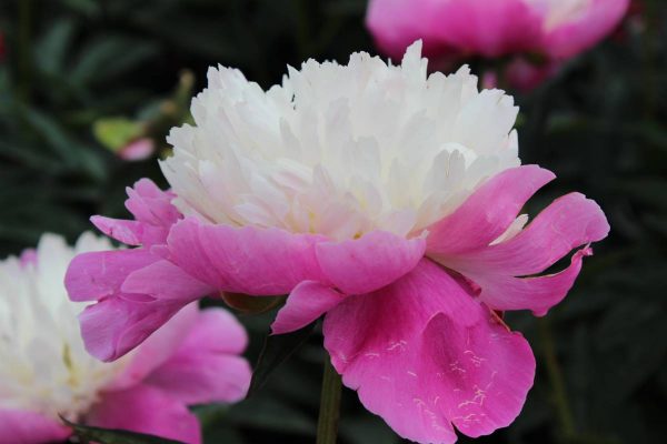 Paeonia  Santa Fe