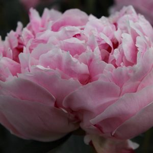 Paeonia  Sarah Bernhardt