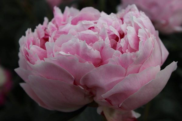 Paeonia  Sarah Bernhardt