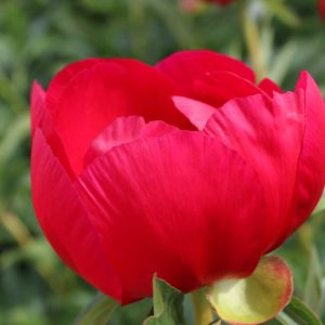 Paeonia  Scarlet O'Hara