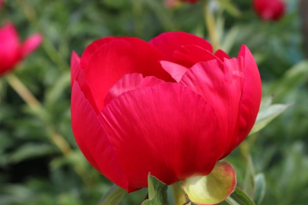 Paeonia  Scarlet O'Hara