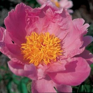 Paeonia  Sea Shell