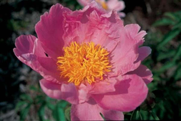 Paeonia  Sea Shell
