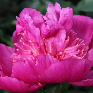 Paeonia  Sebastiaan Maas