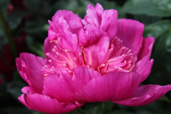Paeonia  Sebastiaan Maas