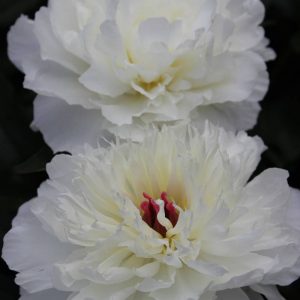 Paeonia  Shirley Temple