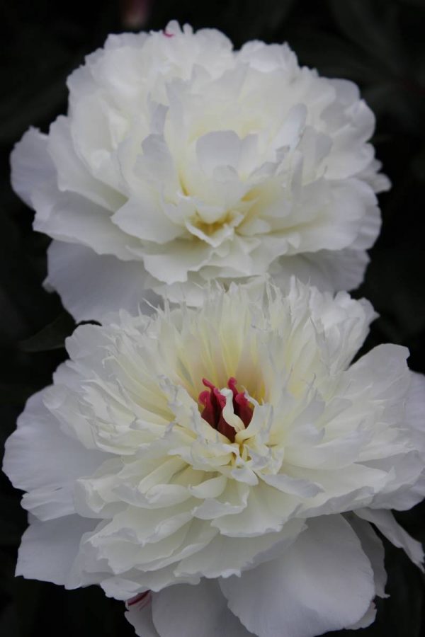 Paeonia  Shirley Temple