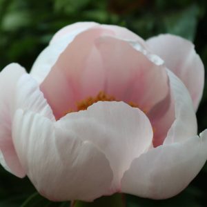 Paeonia  Soft Samon Saucer
