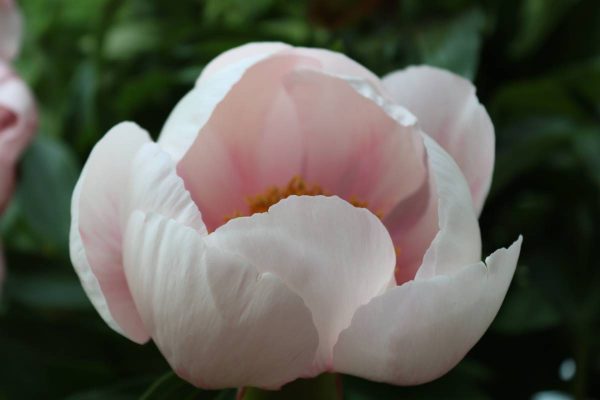 Paeonia  Soft Samon Saucer