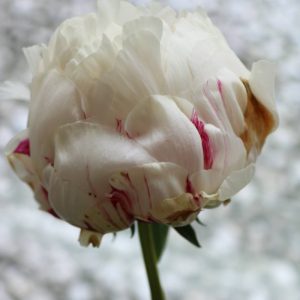 Paeonia  Solange