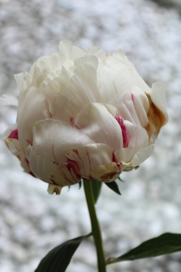 Paeonia  Solange