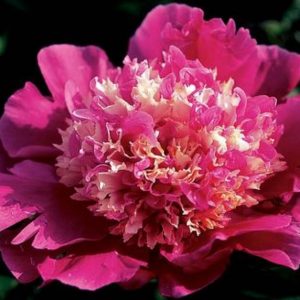 Paeonia  Spiffy