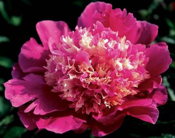 Paeonia  Spiffy