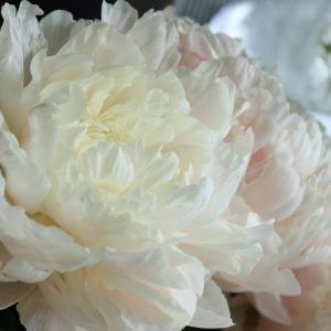 Paeonia  Summer Glow