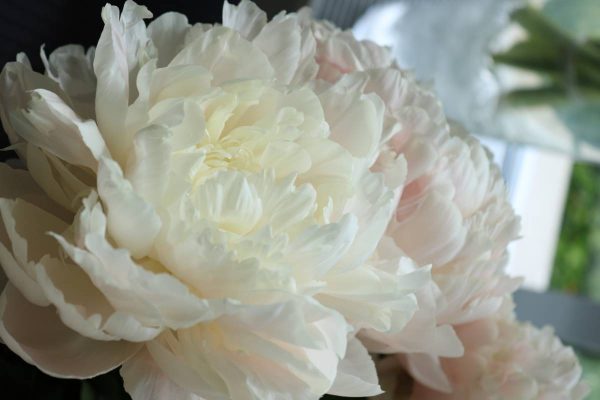 Paeonia  Summer Glow
