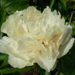 Paeonia  Sunny Girl