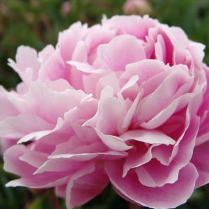 Paeonia  Sweet Harmony