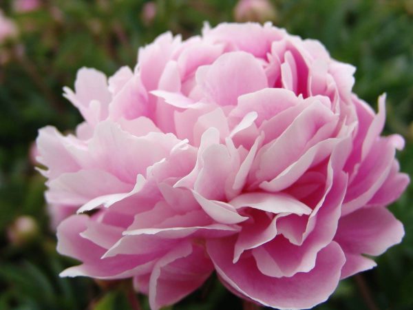 Paeonia  Sweet Harmony