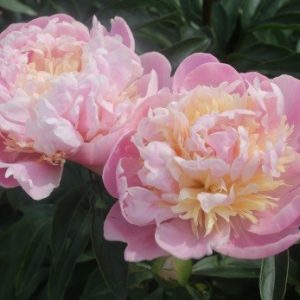 Paeonia  Sweet Sixteen