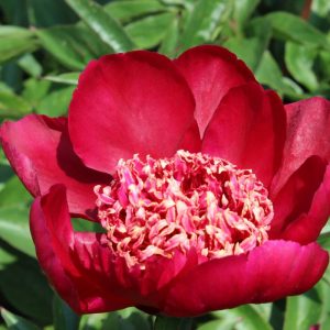 Paeonia  Sword Dance