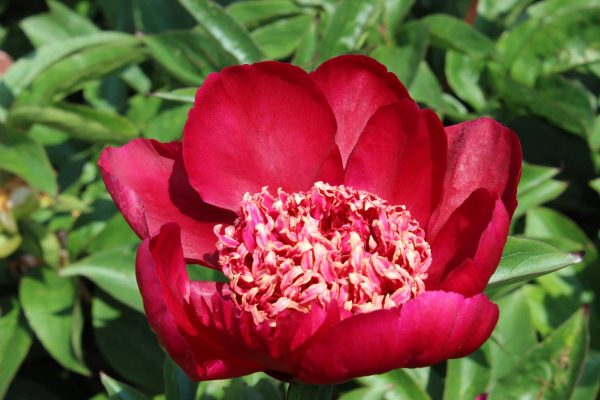 Paeonia  Sword Dance