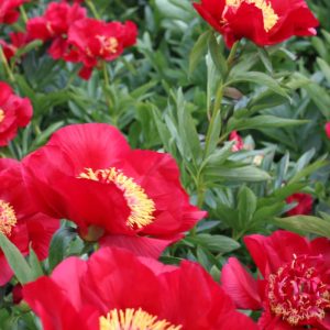 Paeonia  Tango