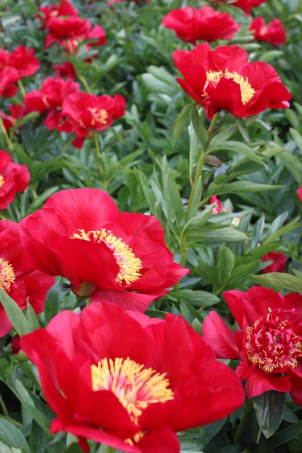 Paeonia  Tango